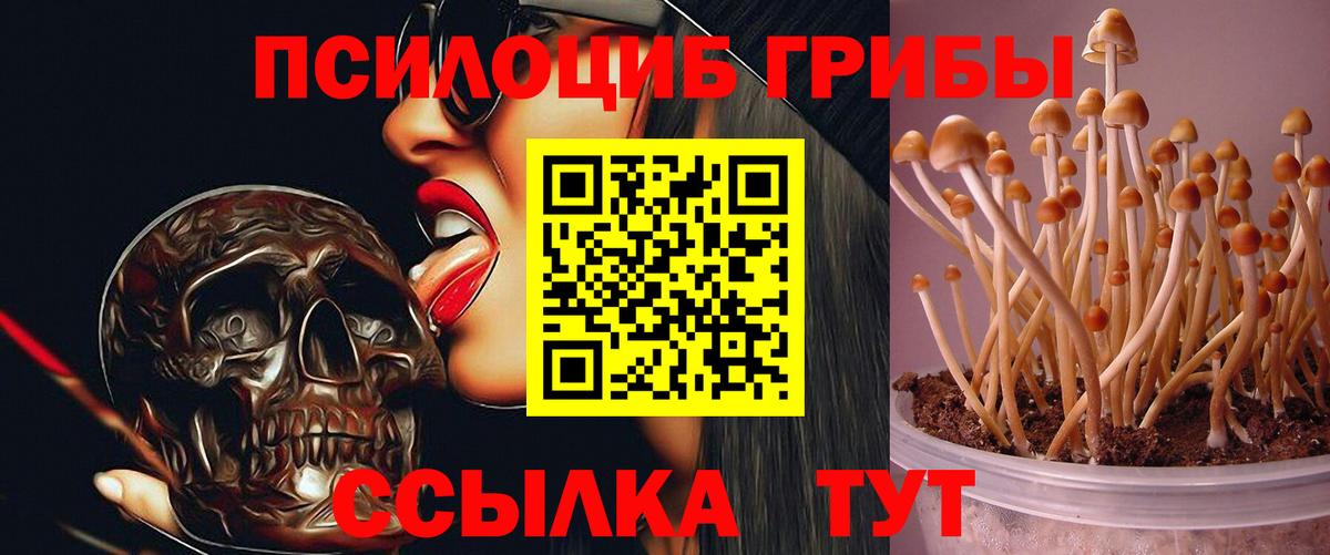 Псилоцибиновые грибы GOLDEN TEACHER Шелехов